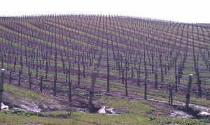 Symmetry and Grapes II